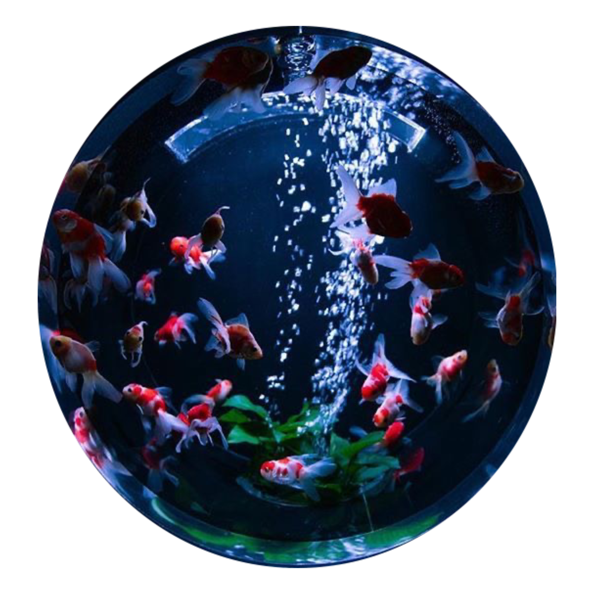 A circular image meant to look like an aquarium of koi fish.